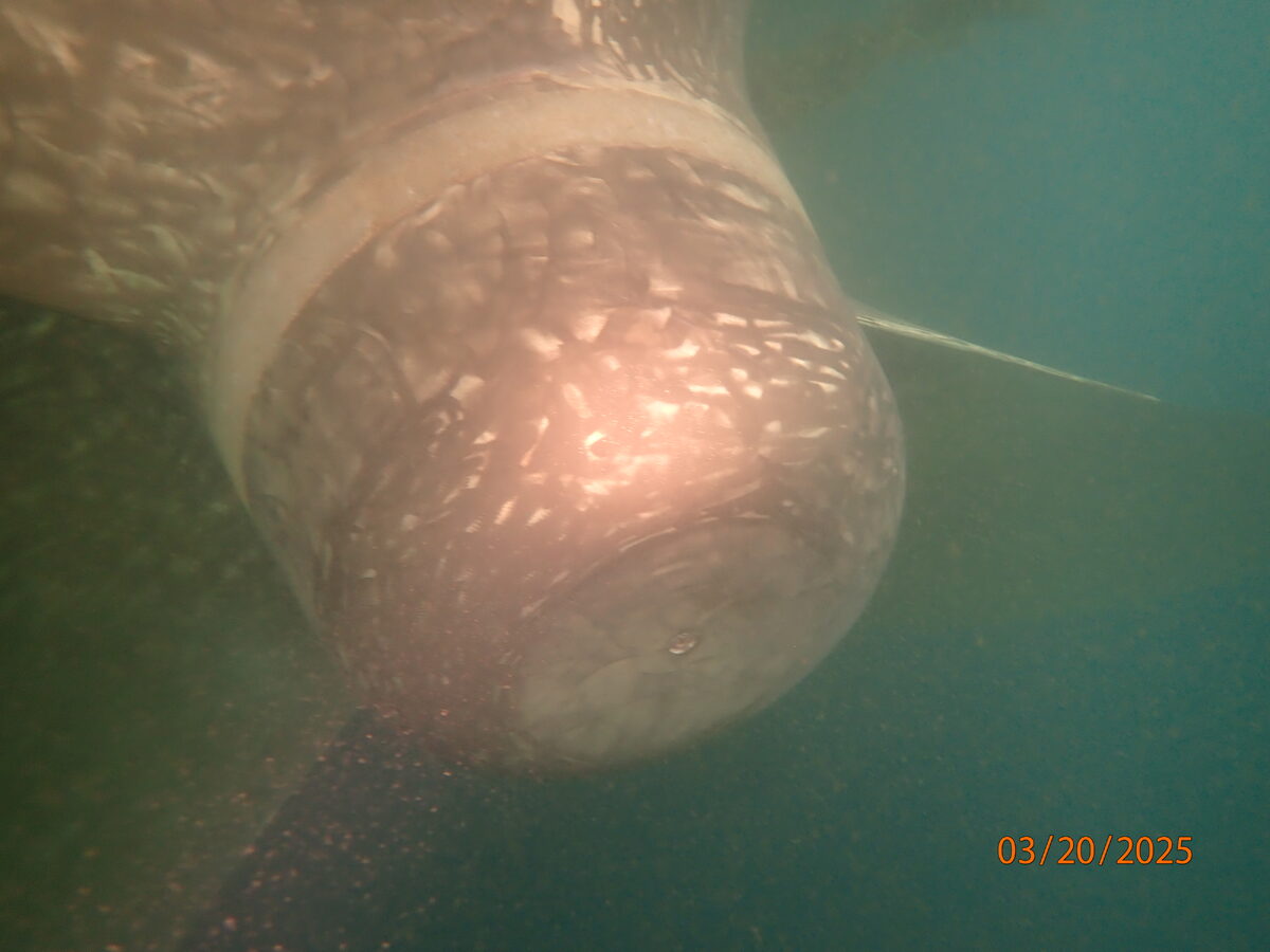 Underwater Service