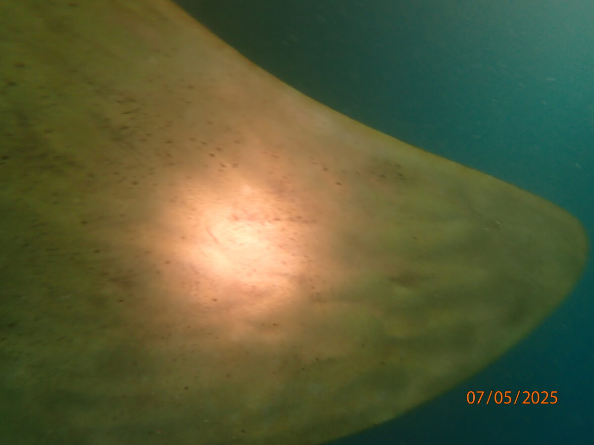 Underwater Service